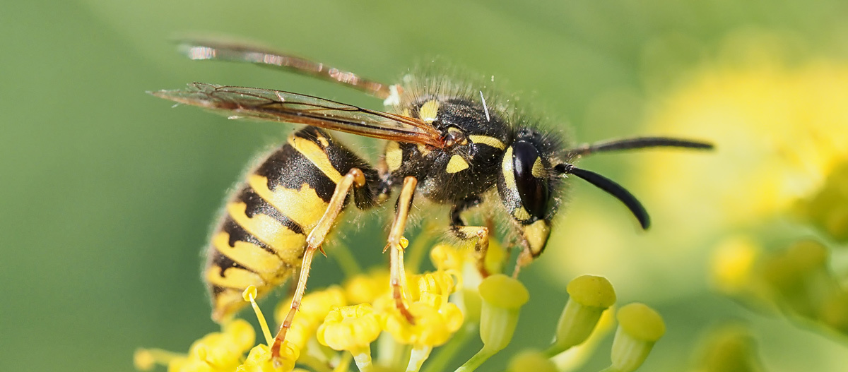 Wespe Insektenstiche durch Wespe