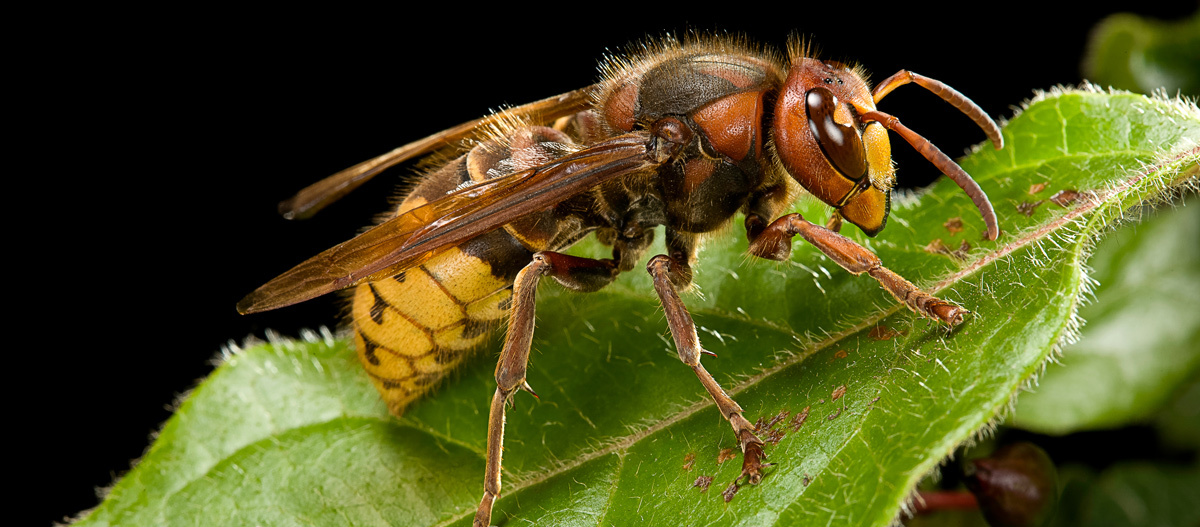 Hornisse Insektenstiche durch Hornisse