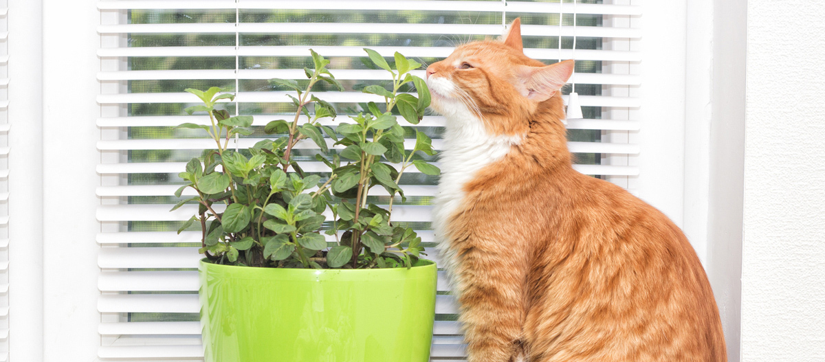 Katzenratgeber Katzenminze Katzen mögen Katzenminze