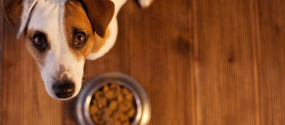 giftige Lebensmittel für Hunde