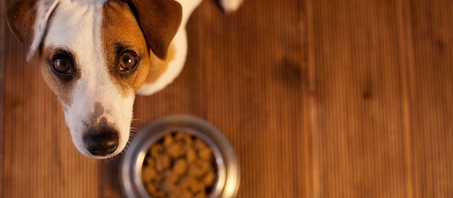 giftige Lebensmittel für Hunde