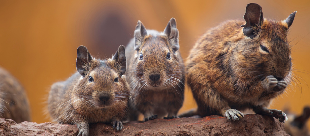 Drei Degus Warum Degus Artgenossen brauchen