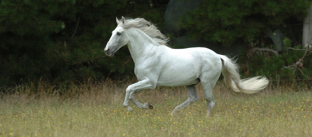 Andalusia_Pferd_Grey_Florian Andalusia Pferd rennt auf einer Wiese