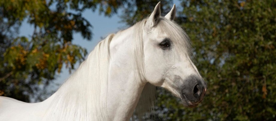 Andalusia_Pferd_Spanish_Grey_Stallion_Portrait Andalusia Pferd
