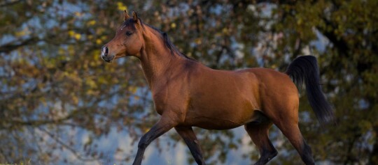 Araber Pferd im Herbst