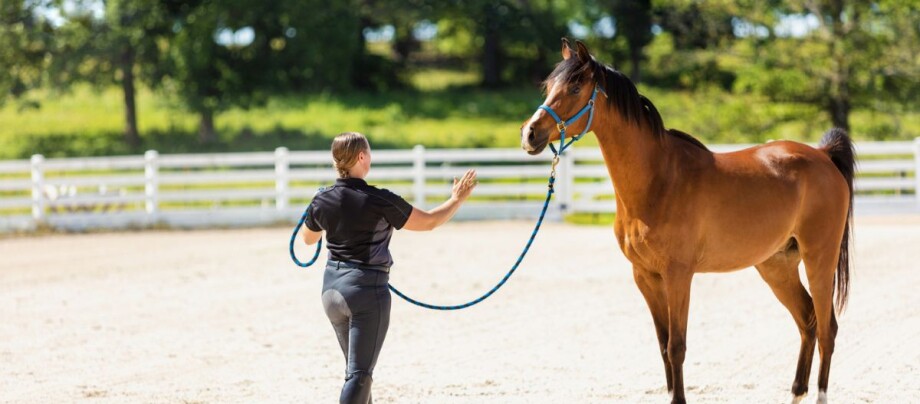 Bodenarbeit_Pferd_Arabian_Horse_Ranch_mit_Trainer Bodenarbeit mit Pferd