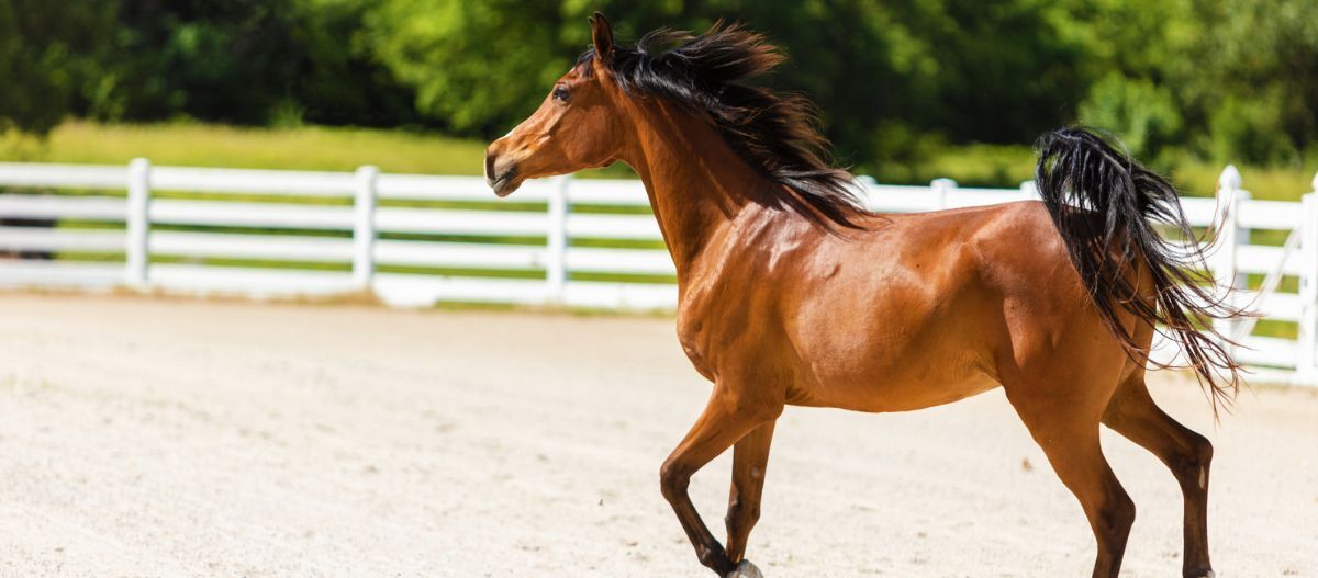 Bodenarbeit_Pferde_Uebungen_Arabian_Horse_Ranch Arabian Horse Bodenarbeit
