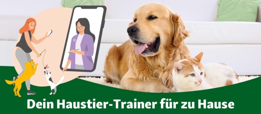 Dein Haustier-Trainer für Zuhause
