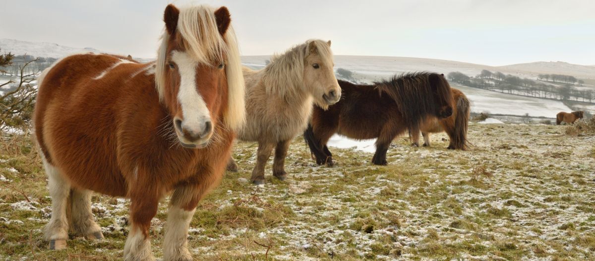 Datmoor_Shetlands_welchesPferdpasstzumir Datmoor Shetlands