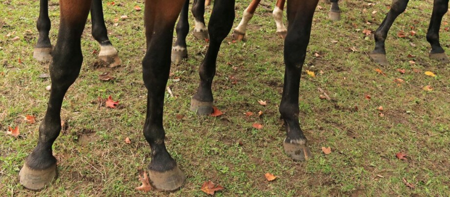 Einschuss_Closeup_Braune_Pferde_Beine Einschuss Closeup