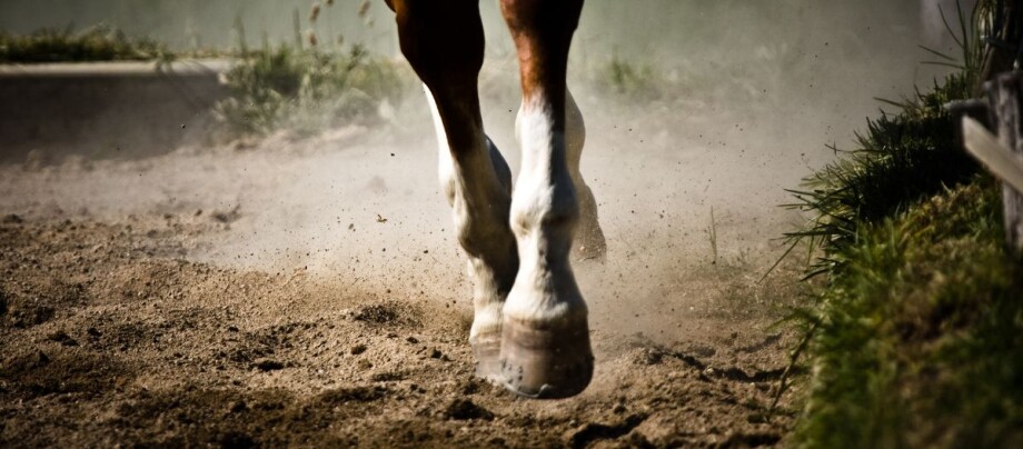 Fesseltraegerschaden_Dust_and_Dressage Pferdebeine