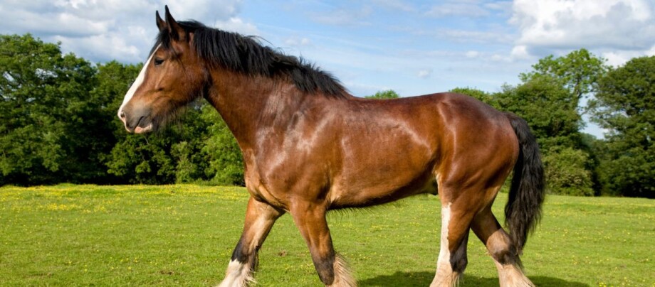 Groesstes_Pferd_der_Welt_Shire_Horse Größtes Pferd der Welt