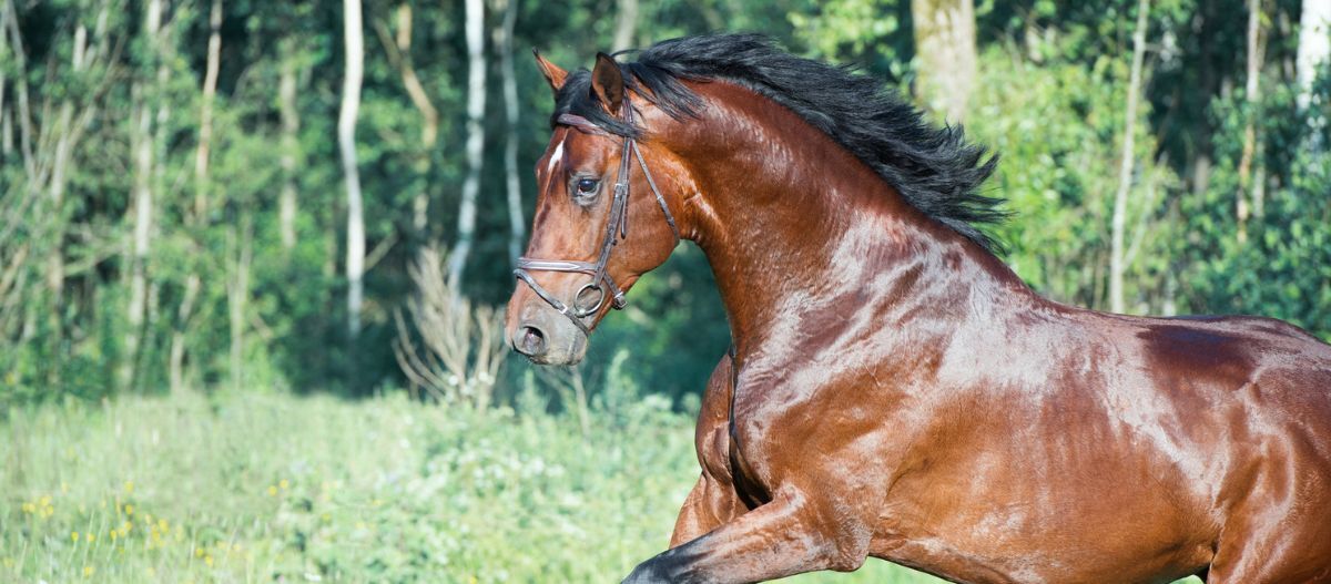 Oldenburger_Pferd_Portrait_Sportlich Oldenburger Sportlich