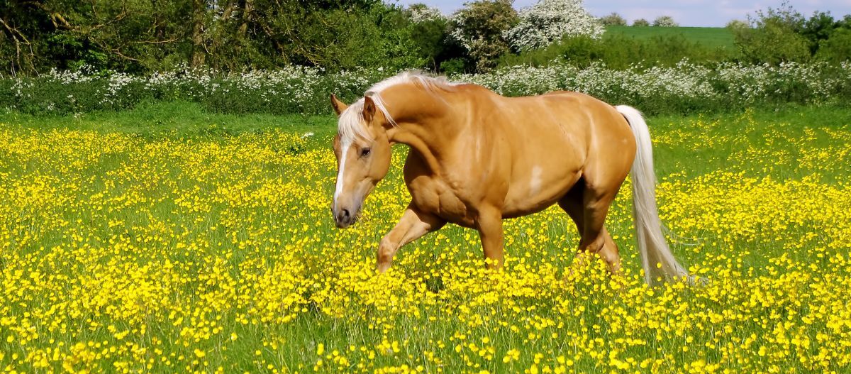 Palomino_Pferd_im_Blumenfeld Palomino Pferd im gelben Blumenfeld