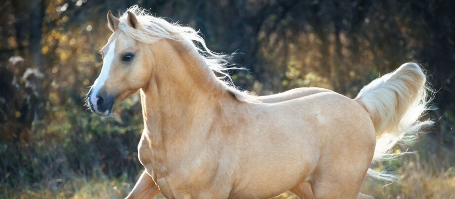 Palomino_Pferd_mit_langer_Mähne_blond Palomino Pferd galoppiert
