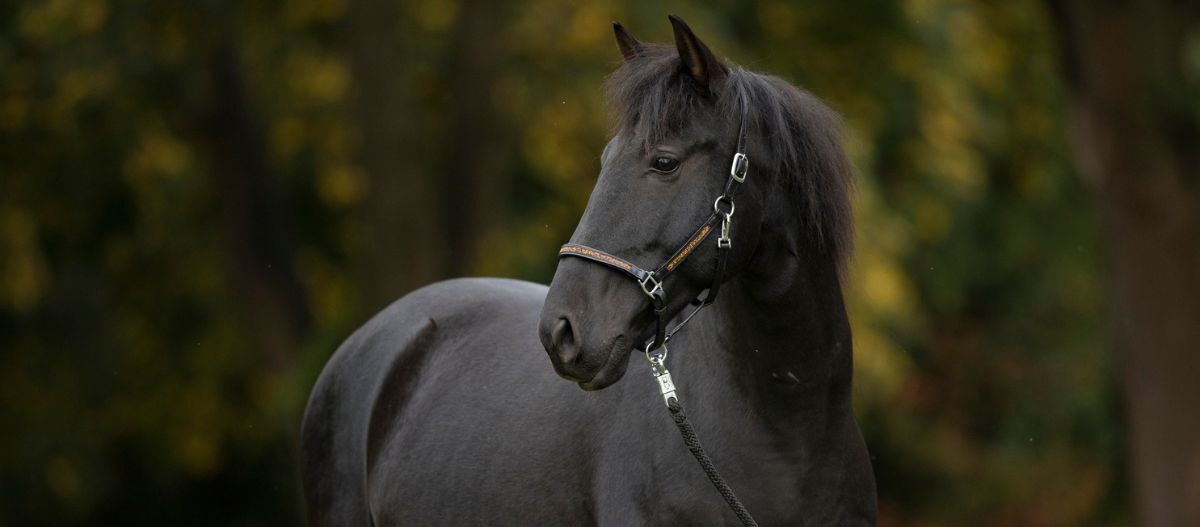 Pure_Raza_Espanola_Pferd_Herbst_Schwarz Pura Raza Espanola Pferd Schwarz