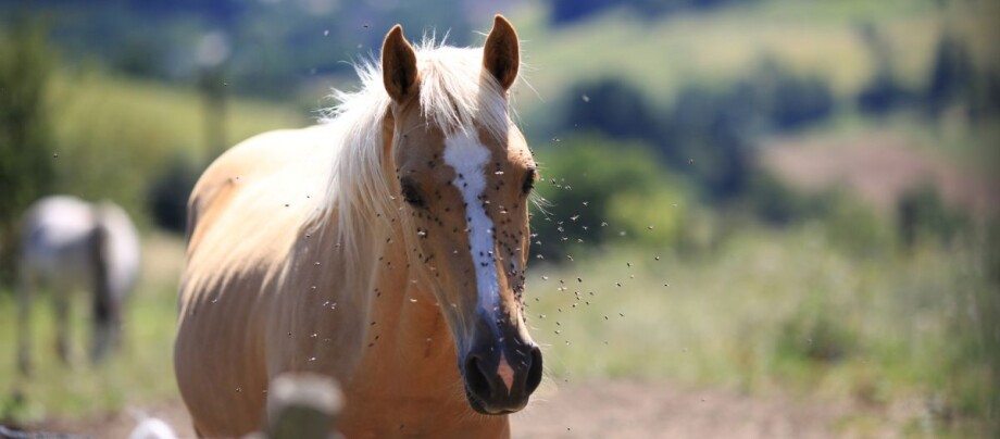 Sommerekzem_Pferd_mit_Fliegen_am_Kopf Fliegen am Kopf eines Pferdes