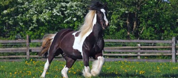 Tinker auf Blumenwiese