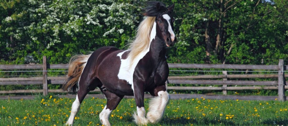 Tinker_Pferd_auf_Blumenwiese Tinker auf Blumenwiese