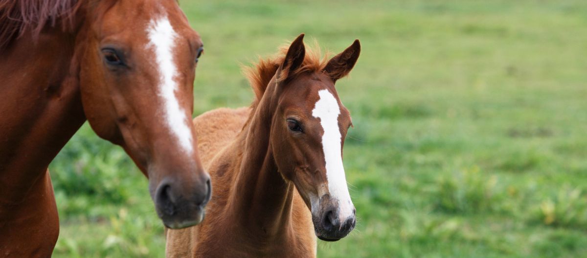 Vollblüter Stute mit Fohlen