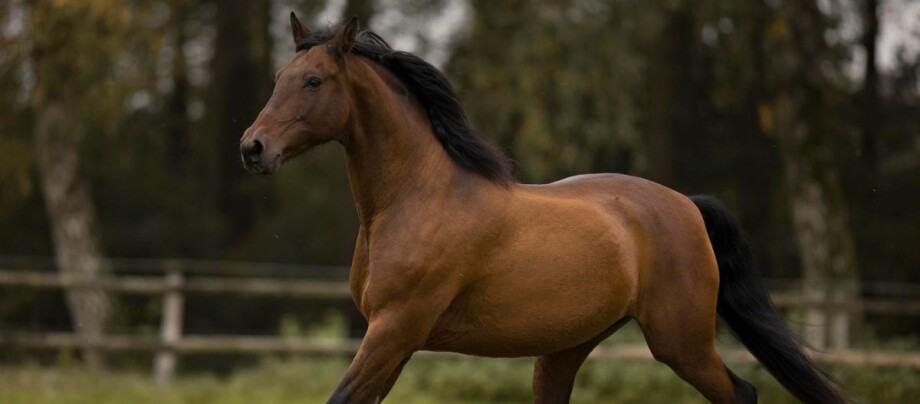 Wallach_Pferd_braun_galoppiert_Herbst Wallach Pferd galoppiert