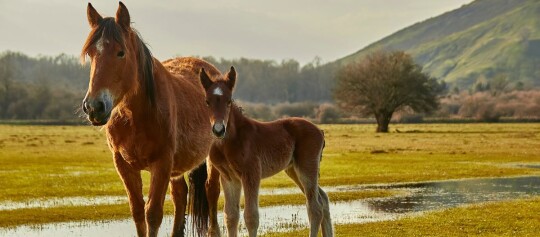 Zwei Pferde auf dem Feld