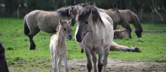 Dülmener Wildpferde auf dem Feld