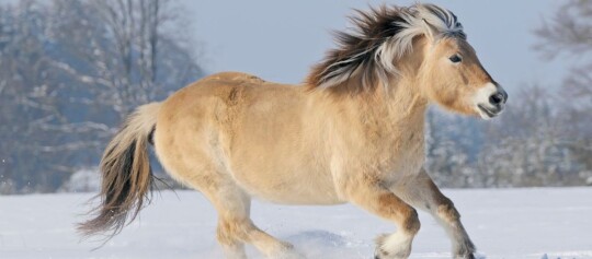 Fjordpferd im Schnee