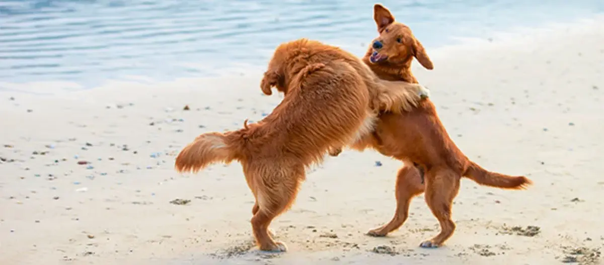 Ratgeber-Hund_Wasser_2_1200x527 Zwei Hunde spielen am Strand