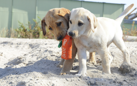 Sophia und Querido Ausbildung zu tierischen Held:innen Sophia und Querido Ausbildung zu tierischen Held:innen