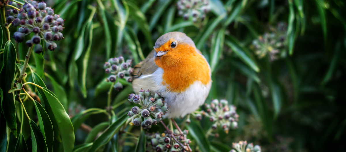 Rotkehlchen in Hecke