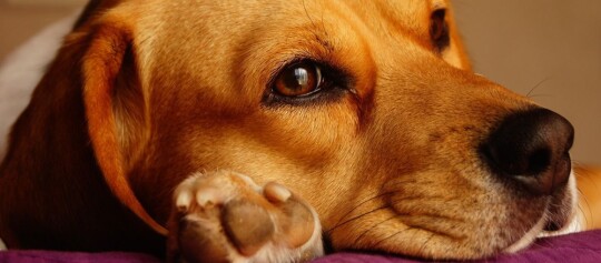 Hund stützt Kopf auf seiner Pfote ab