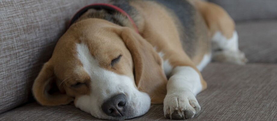 Beagle schläft auf dem Sofa
