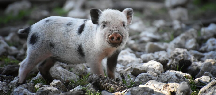 Weißes Minischwein mit schwarzen Flecken auf felsigem Boden tagsüber Weißes Minischwein mit schwarzen Flecken auf felsigem Boden tagsüber