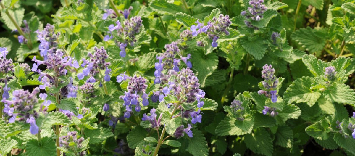 Katzenminze Katzenminze