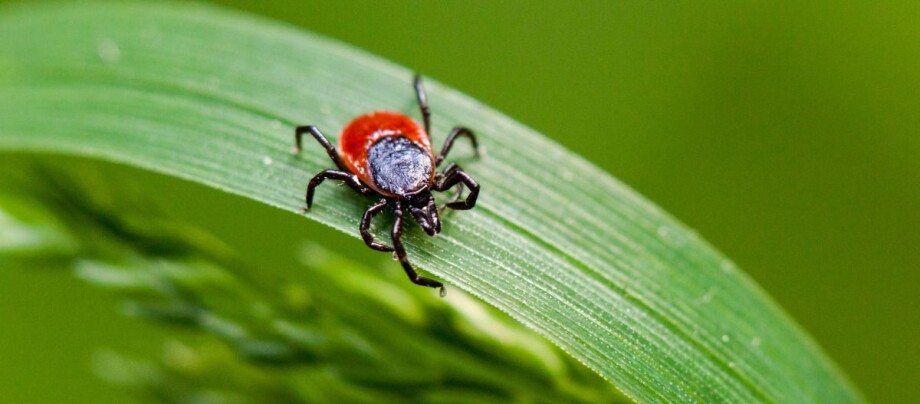 Eine Zecke (Gemeiner Holzbock) auf einem Grashalm Eine Zecke (Gemeiner Holzbock) auf einem Grashalm