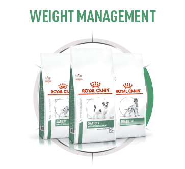 Wheels_Dog-3 Royal Canin Brandshop 2023