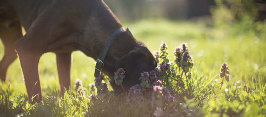 Hund schnüffelt an Blumen auf der Wiese Hund schnüffelt an Blumen auf der Wiese