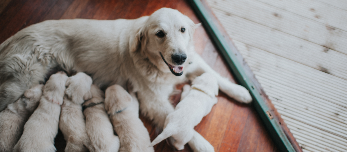 Hündin säugt ihre Welpen Hündin säugt ihre Welpen