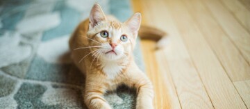 Katze liegt zufrieden auf Teppich