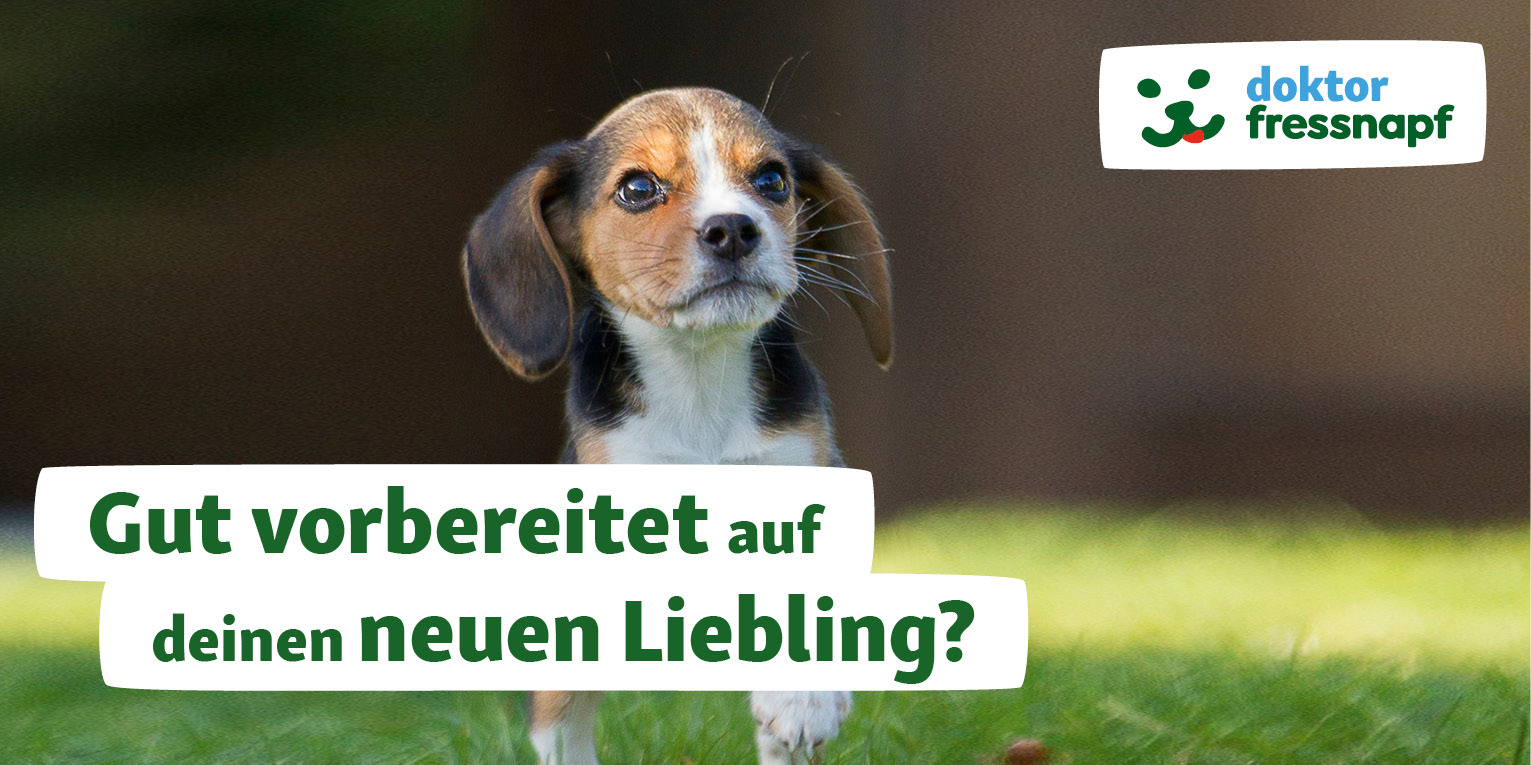 20230524_Dein Tier zieht ein_540x270_Hund Kleiner Welpe läuft glücklich über eine Wiese