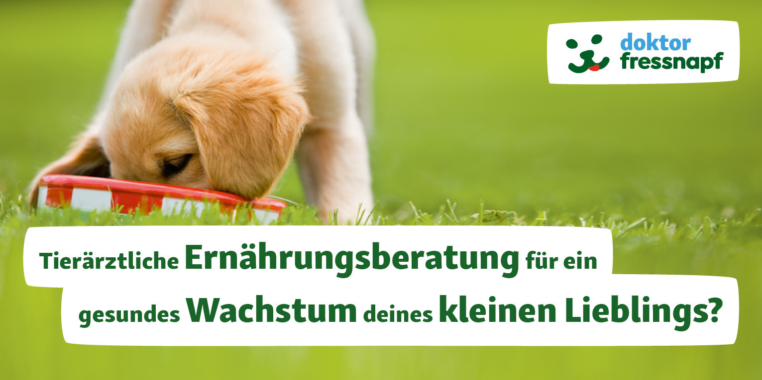 Welpe frisst Futter aus einem Napf Welpe frisst Futter aus einem Napf