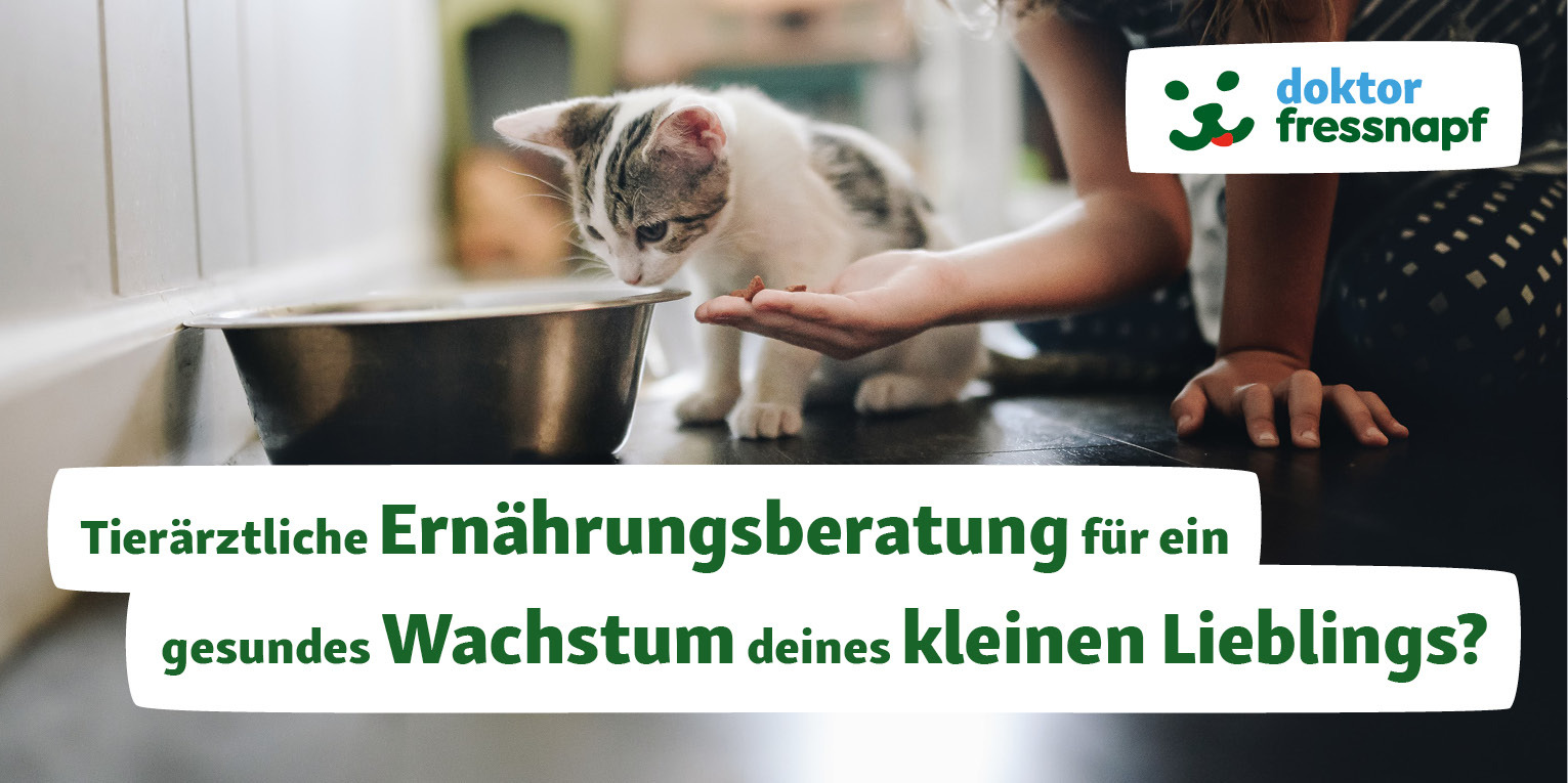 Kitten frisst Futter aus Napf in Küche