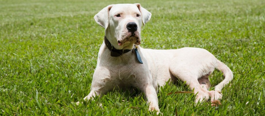 Weißer Argentino Hund liegt auf der Wiese
