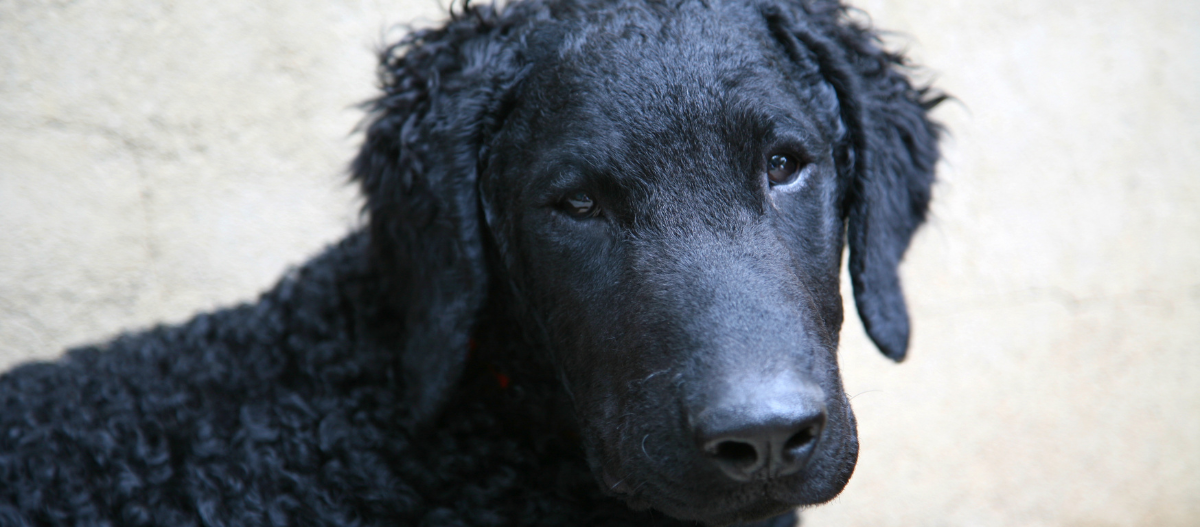 Curly Coated Retriever mit schwarzer Fellfarbe liegt auf Steinboden Curly Coated Retriever mit schwarzer Fellfarbe liegt auf Steinboden