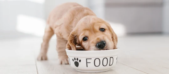 Kleiner Retriver Welpe frisst Welpenfutter aus Napf