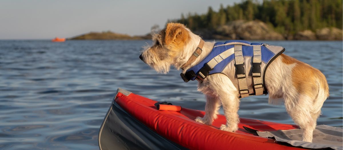 Hund steht auf einem Kanu im See Hund mit Rettungsweste steht auf dem Boot