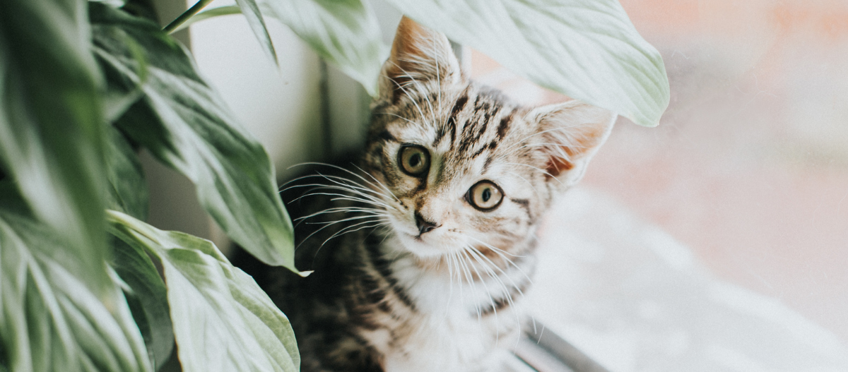 Ein Kätzchen kommt hinter einer Pflanze hervor