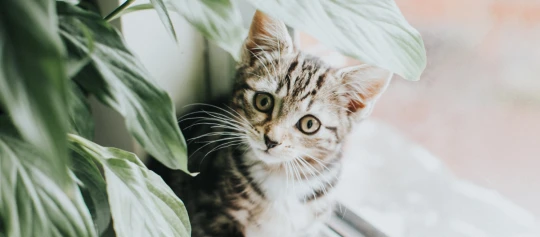 Ein Kätzchen kommt hinter einer Pflanze hervor