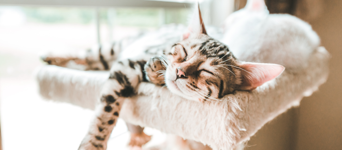 Katze döst entspannt auf Podest